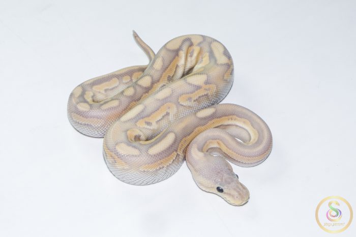 6690 1.0 BANANA CINNAMON MOJAVE CRYPTON FMK - Image 3