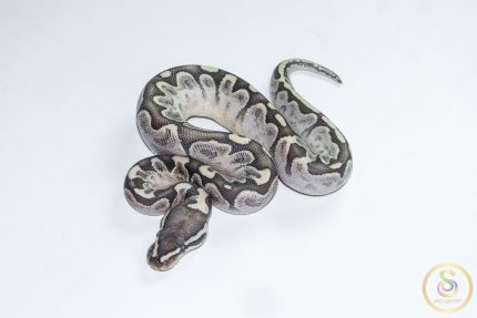 6691 0.1 BAMBOO GRAVEL