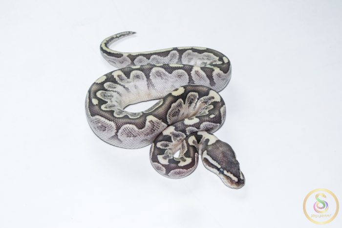 6691 0.1 BAMBOO GRAVEL - Image 2