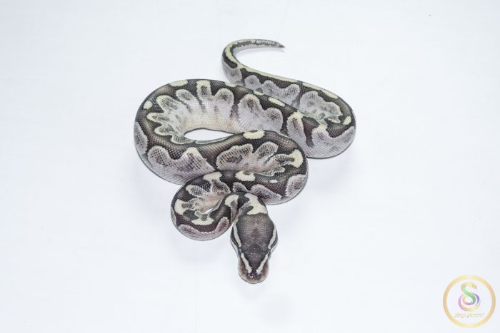 6691 0.1 BAMBOO GRAVEL - Image 3