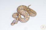 6693 0.1 BANANA GRAVEL