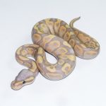 6693 0.1 BANANA GRAVEL