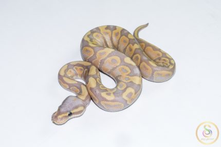 6693 0.1 BANANA GRAVEL