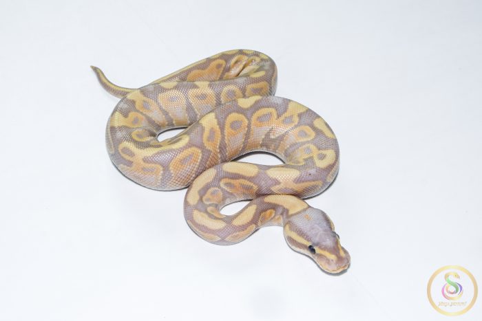 6693 0.1 BANANA GRAVEL - Image 2