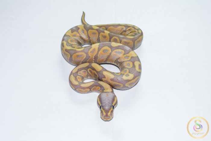 6693 0.1 BANANA GRAVEL - Image 3