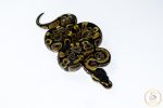 6694 0.1 GRAVEL - Image 2