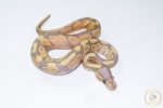 6695 1.0 BANANA GRAVEL (FMK) - Image 2