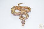 6695 1.0 BANANA GRAVEL (FMK) - Image 3