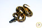6697 0.1 BLACKHEAD ENCHI PIEBALD