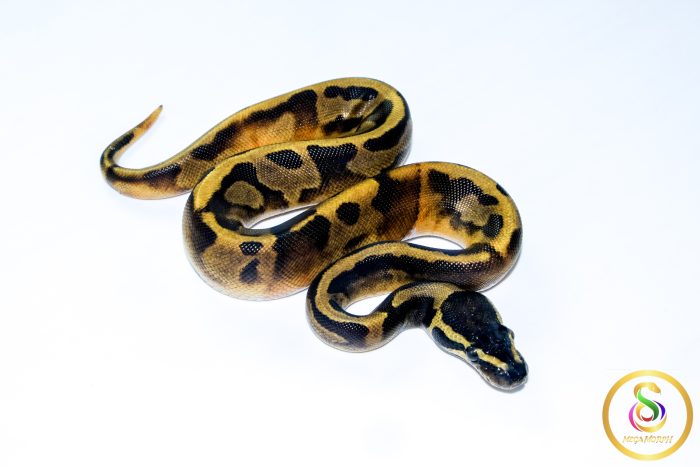 6697 0.1 BLACKHEAD ENCHI PIEBALD - Image 2