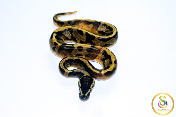 6697 0.1 BLACKHEAD ENCHI PIEBALD - Image 3
