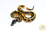 6698 0.1 BLACKHEAD ENCHI PIEBALD