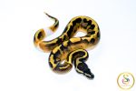 6698 0.1 BLACKHEAD ENCHI PIEBALD - Image 2