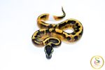 6698 0.1 BLACKHEAD ENCHI PIEBALD - Image 3