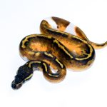 6699 1.0 GHI ENCHI PIEBALD