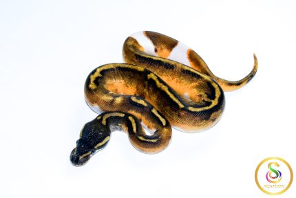 6699 1.0 GHI ENCHI PIEBALD