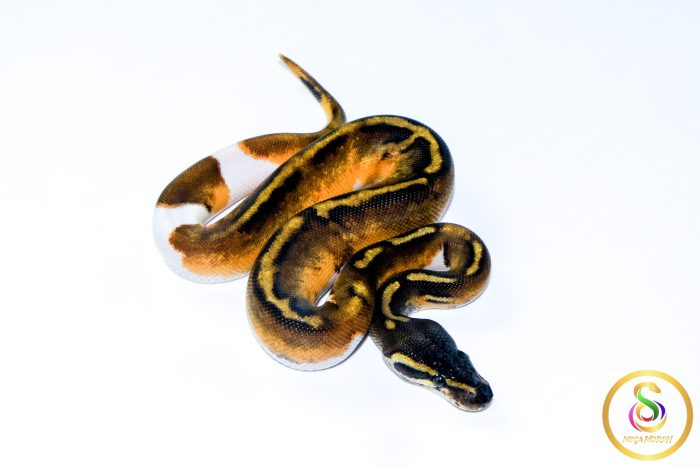 6699 1.0 GHI ENCHI PIEBALD - Image 2