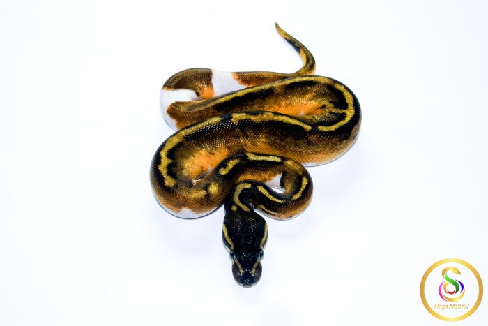 6699 1.0 GHI ENCHI PIEBALD - Image 3