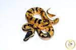 6700 1.0 ENCHI PIEBALD
