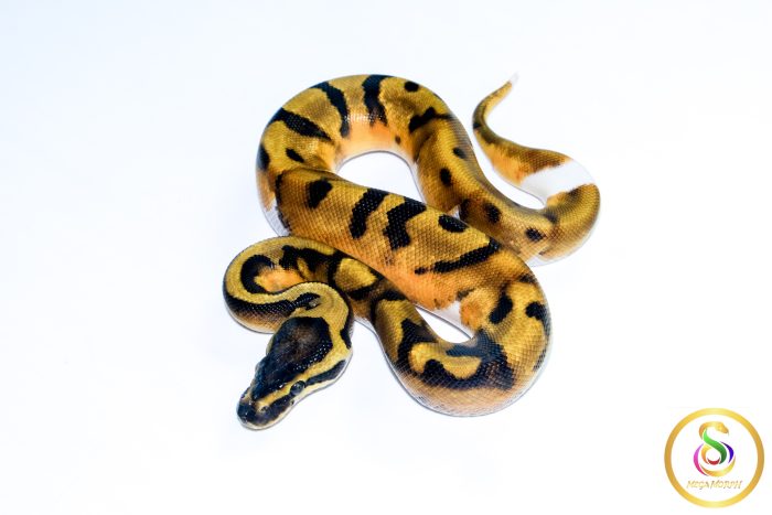 6700-1 6700 1.0 ENCHI PIEBALD - Image 1