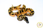 6700 1.0 ENCHI PIEBALD - Image 2