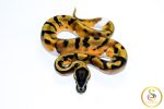 6700 1.0 ENCHI PIEBALD - Image 3