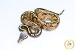 6702 0.1 GHI BLACKHEAD PASTEL ENCHI FIRE 50%HET LAVENDER