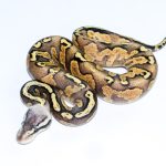 6702 0.1 GHI BLACKHEAD PASTEL ENCHI FIRE 50%HET LAVENDER