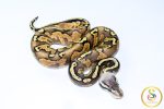 6702 0.1 GHI BLACKHEAD PASTEL ENCHI FIRE 50%HET LAVENDER - Image 2