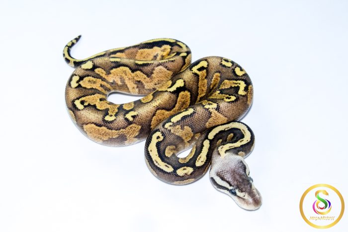 6702 0.1 GHI BLACKHEAD PASTEL ENCHI FIRE 50%HET LAVENDER - Image 2