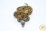 6702 0.1 GHI BLACKHEAD PASTEL ENCHI FIRE 50%HET LAVENDER - Image 3