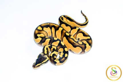 6703 1.0 BLACKHEAD ENCHI ORANGE DREAM FIRE PASTEL 50%HET LAVENDER