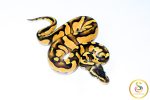 6703 1.0 BLACKHEAD ENCHI ORANGE DREAM FIRE PASTEL 50%HET LAVENDER - Image 2