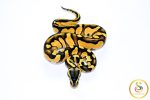 6703 1.0 BLACKHEAD ENCHI ORANGE DREAM FIRE PASTEL 50%HET LAVENDER - Image 3
