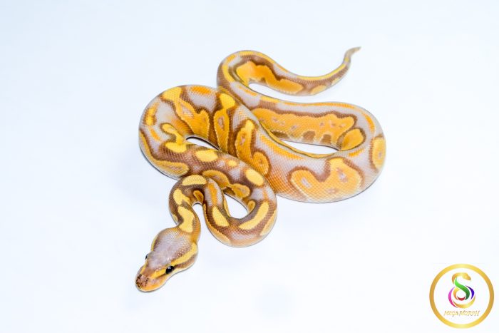 6704-1 6704 1.0 BANANA BLACKHEAD ENCHI 50%HET LAVENDER - Image 1