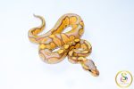 6704 1.0 BANANA BLACKHEAD ENCHI 50%HET LAVENDER - Image 2