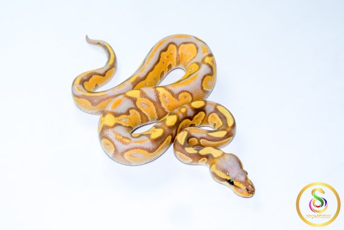 6704-2 6704 1.0 BANANA BLACKHEAD ENCHI 50%HET LAVENDER - Image 2