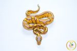 6704 1.0 BANANA BLACKHEAD ENCHI 50%HET LAVENDER - Image 3