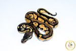 6705 1.0 BLACKHEAD ENCHI ORANGE DREAM PASTEL 50%HET LAVENDER