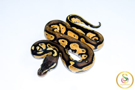 6705 1.0 BLACKHEAD ENCHI ORANGE DREAM PASTEL 50%HET LAVENDER