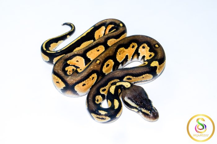 6705 1.0 BLACKHEAD ENCHI ORANGE DREAM PASTEL 50%HET LAVENDER - Image 2