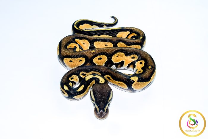 6705 1.0 BLACKHEAD ENCHI ORANGE DREAM PASTEL 50%HET LAVENDER - Image 3