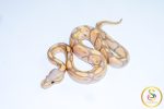 6706 1.0 BANANA PASTEL ORANGE DREAM 50%HET LAVENDER