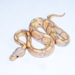 6706 1.0 BANANA PASTEL ORANGE DREAM 50%HET LAVENDER