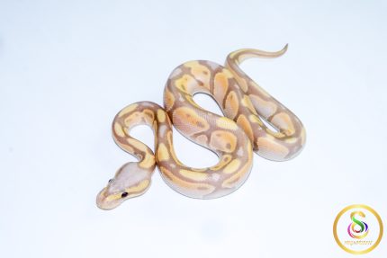 6706 1.0 BANANA PASTEL ORANGE DREAM 50%HET LAVENDER