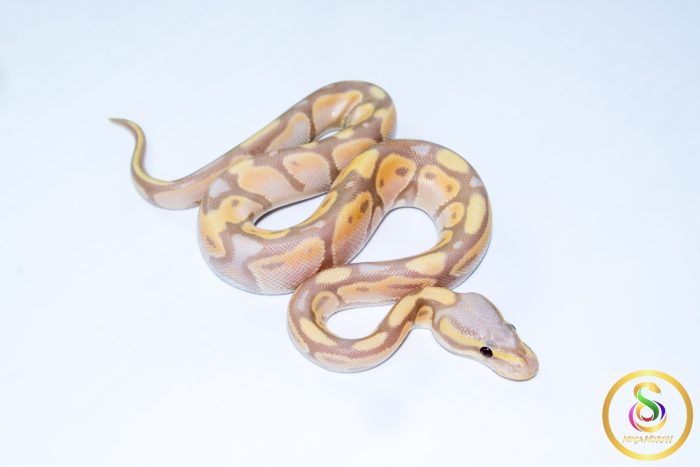 6706 1.0 BANANA PASTEL ORANGE DREAM 50%HET LAVENDER - Image 2