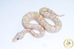 6707 1.0 BANANA ENCHI GHI PASTEL POSS FIRE BLACKHEAD 50%HET LAVENDER