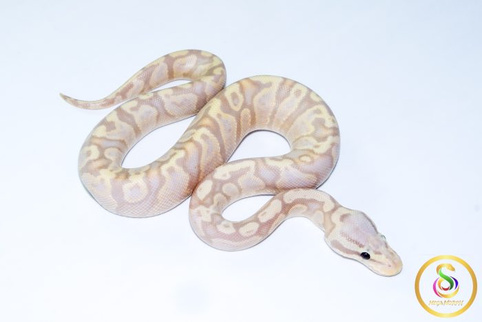 6707 1.0 BANANA ENCHI GHI PASTEL POSS FIRE BLACKHEAD 50%HET LAVENDER - Image 2