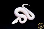 6708 0.1 BAMBOO HIGHWAY POSS BLACK PASTEL BANANA