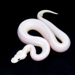 6708 0.1 BAMBOO HIGHWAY POSS BLACK PASTEL BANANA